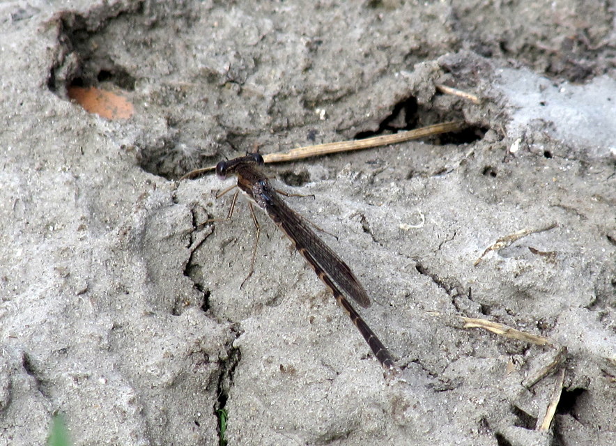 Sympecma fusca - téli rablószitakötő