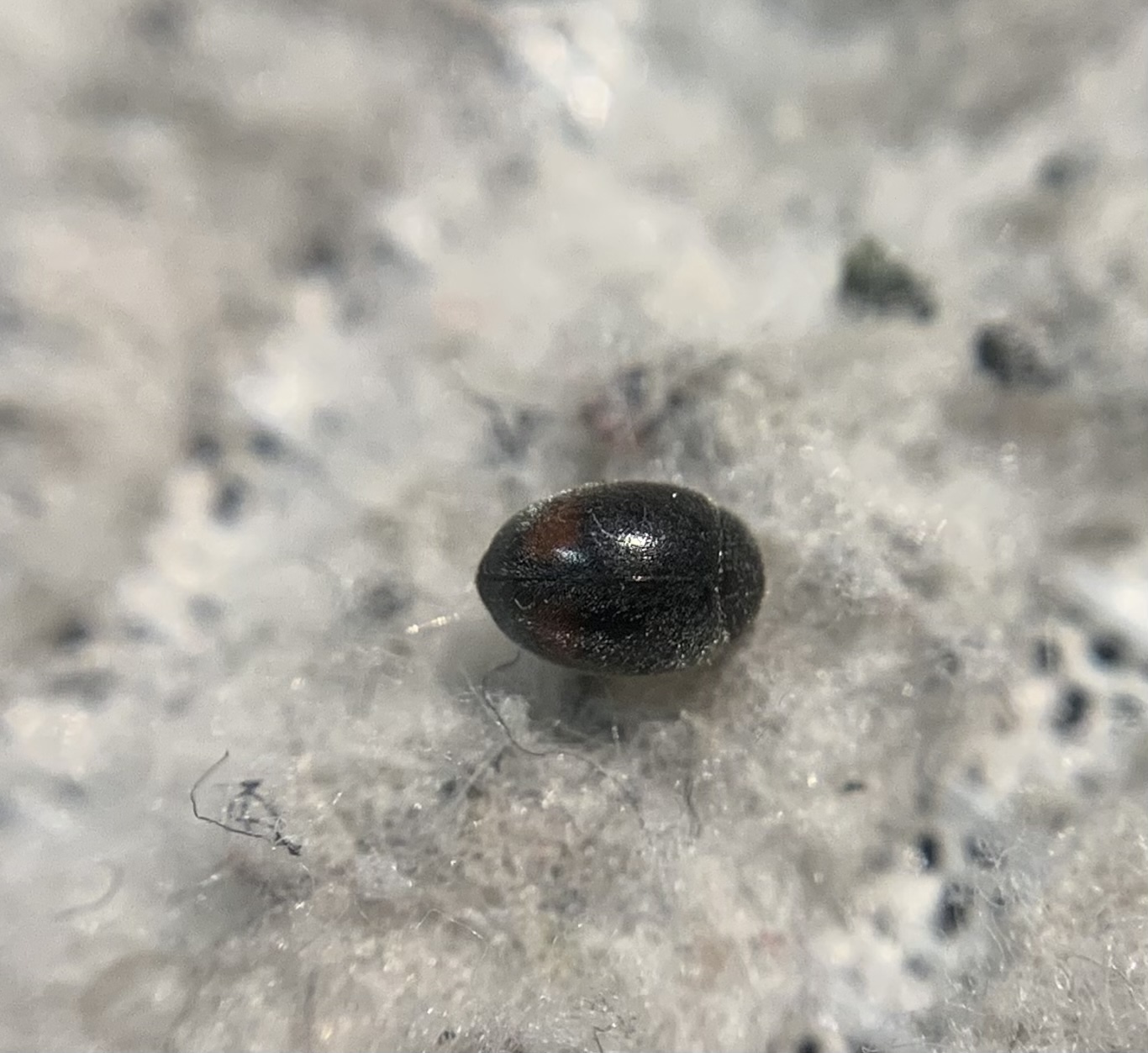 Nephus bipunctatus - kétpettyes törpebödice