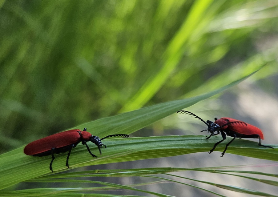 Pyrochroa coccinea - nagy bíborbogár