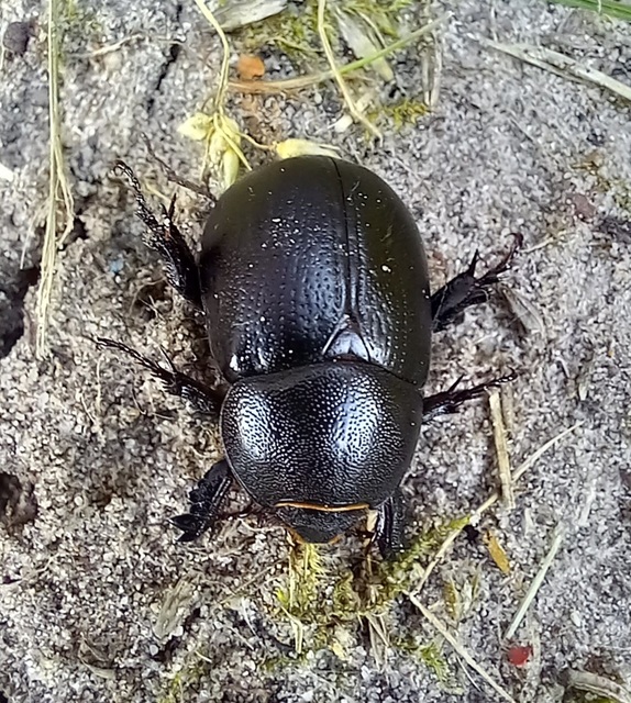 Pentodon idiota - butabogár