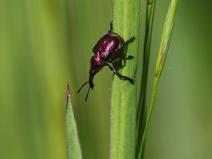 Rhynchites auratus - aranyos eszelény Rhynchites auratus - aranyos eszelény