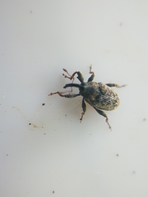 Coryssomerus capucinus - székfű-kancsalormányos