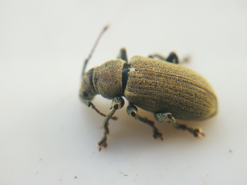 Phyllobius thalassinus - tömpeorrú levélormányos
