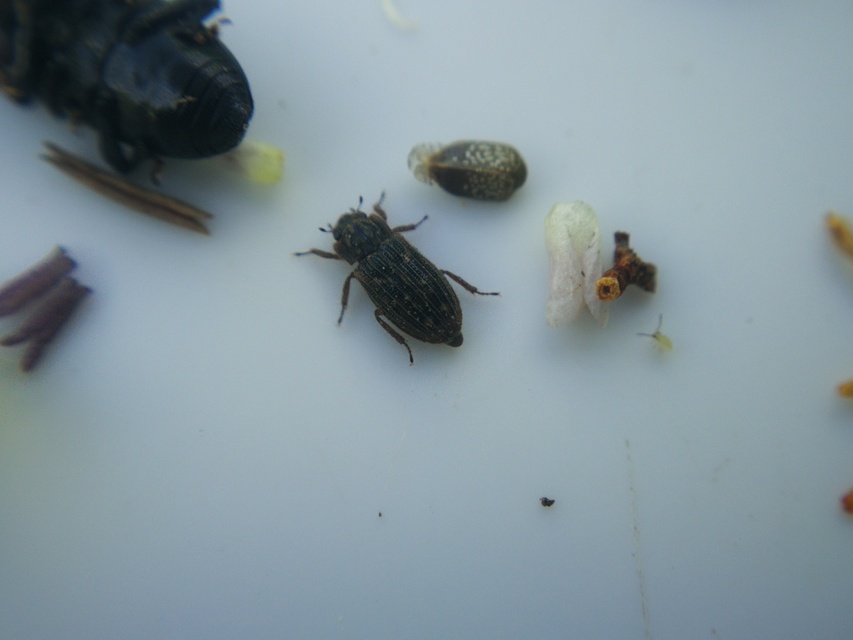 Helophorus