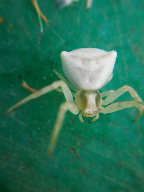 Thomisus onustus - fehér karolópók