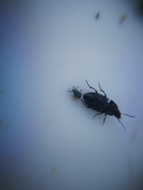 Ceutorhynchus typhae - pásztortáska-ceutormányos