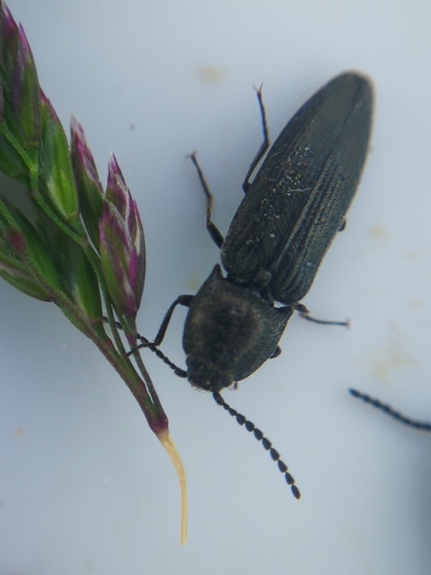 Cidnopus pilosus - szőrös pattanó