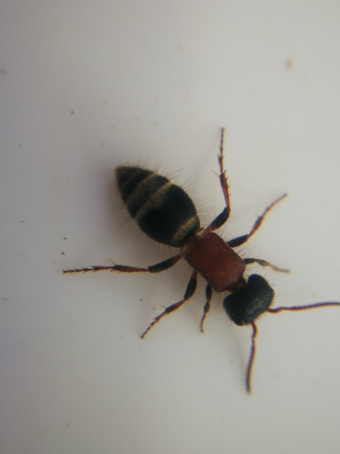 Mutillidae - hangyadarazsak