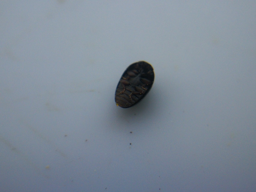 Phalacridae - kalászbogárfélék Phalacridae - kalászbogárfélék