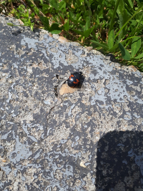 Hister quadrimaculatus - közönséges sutabogár