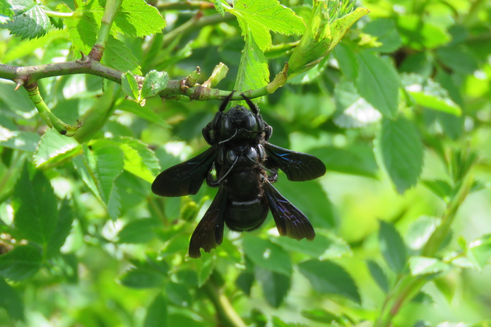 Xylocopa valga - gyakori fadongó