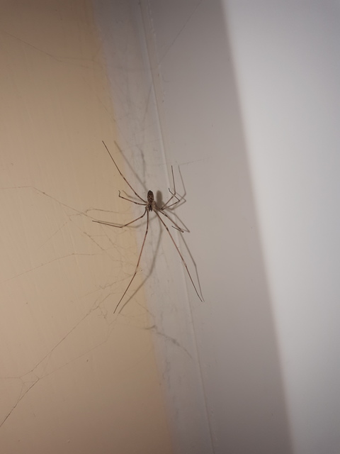 Pholcidae - álkaszáspókok