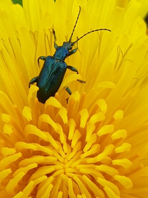 Plateumaris sericea - selymes nádbogár