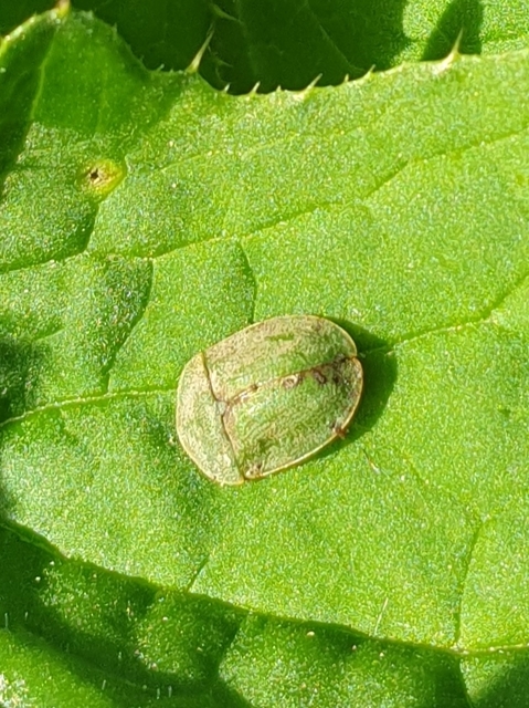 Cassida Cassida
