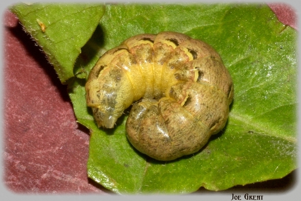 Noctua pronuba - nagy sárgafűbagoly