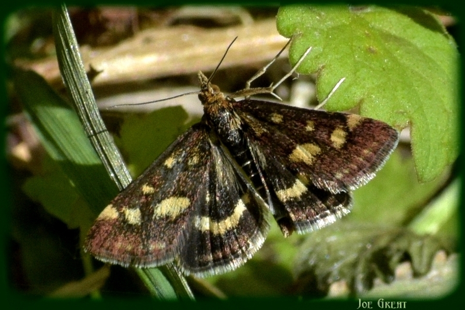 Pyrausta purpuralis - közönséges bíbormoly