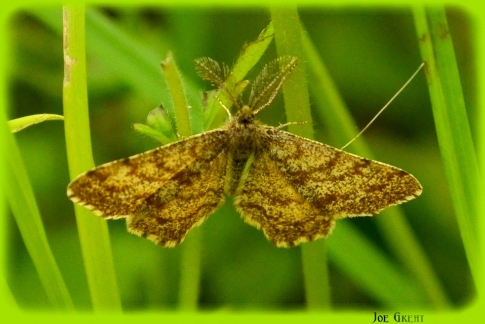 Ematurga atomaria - barna rétiaraszoló