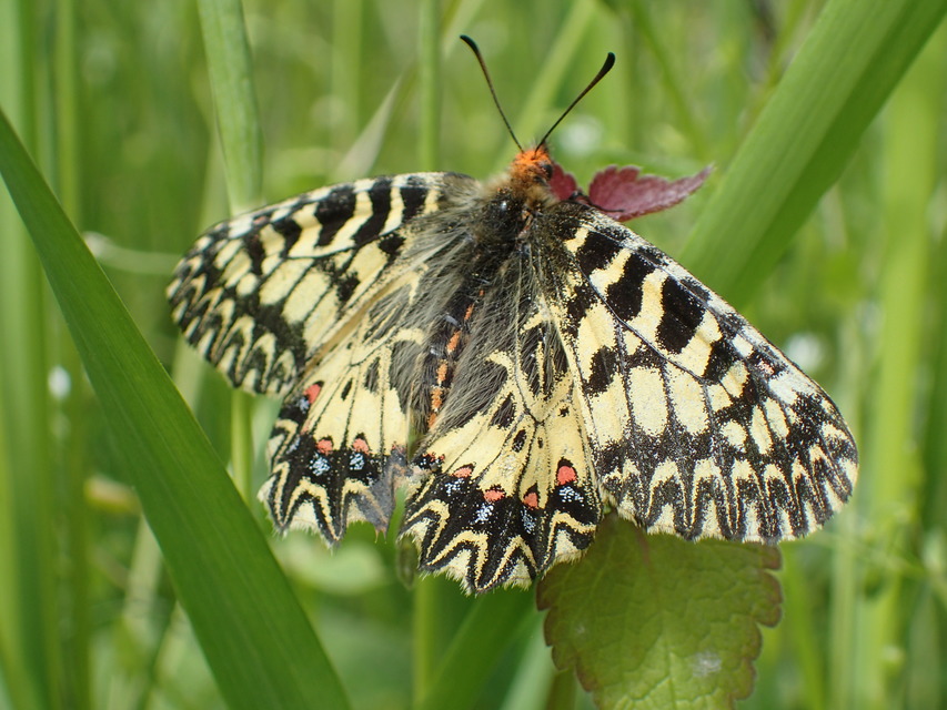 Zerynthia polyxena - farkasalmalepke