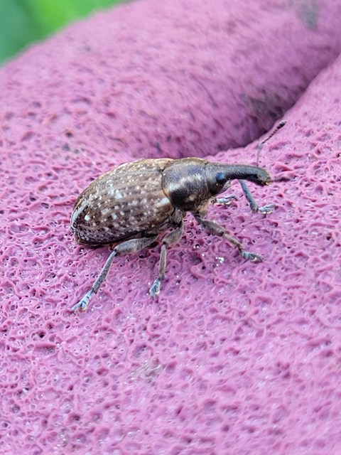 Lepyrus capucinus - pettyes fűzormányos