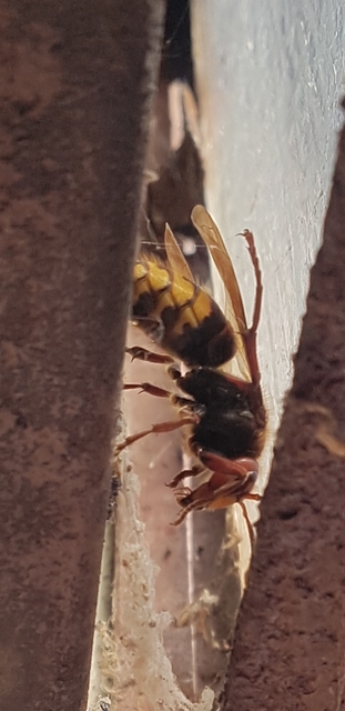 Vespa crabro - lódarázs