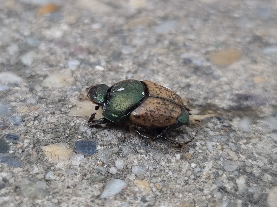 Onthophagus vacca - zöldes trágyatúró