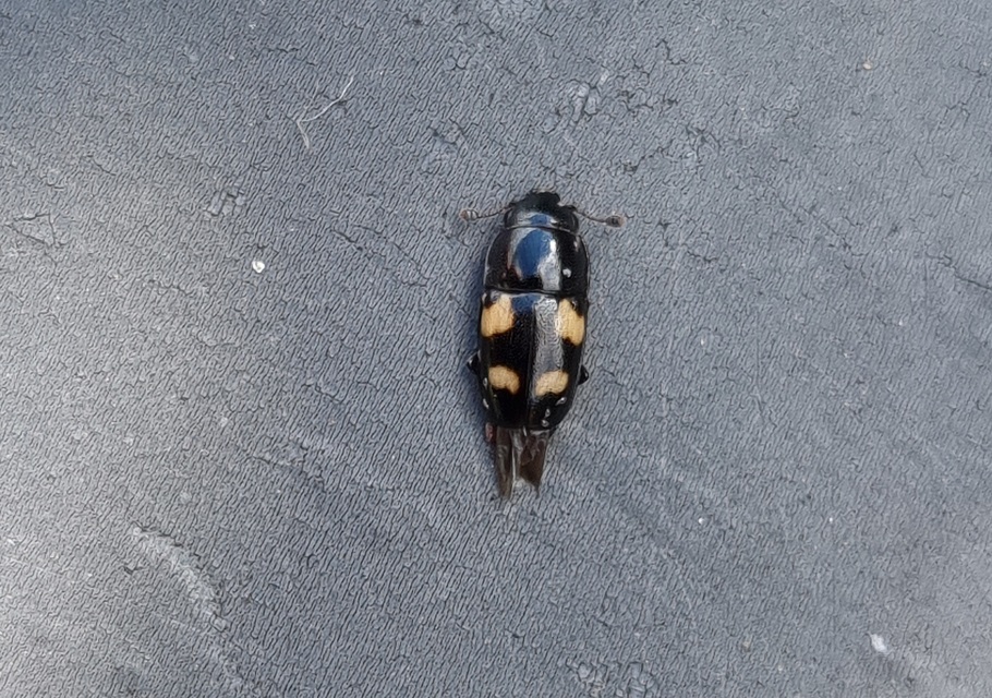 Glischrochilus quadrisignatus - amerikai fénybogár Glischrochilus quadrisignatus - amerikai fénybogár