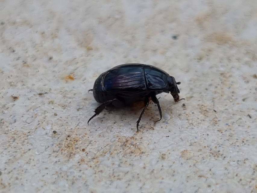 Margarinotus purpurascens - vöröslő sutabogár