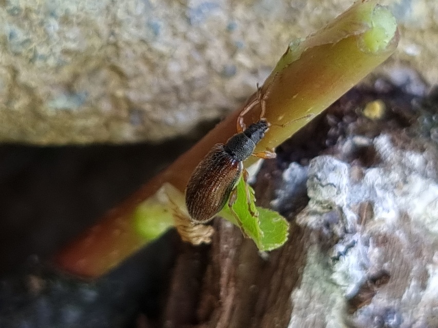 Phyllobius oblongus - közönséges levélormányos