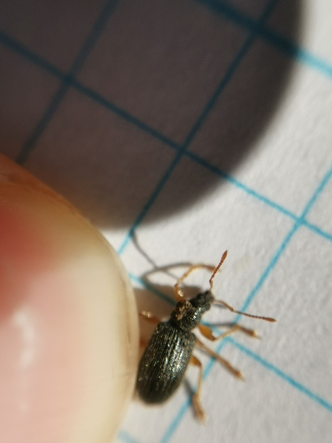 Phyllobius oblongus - közönséges levélormányos