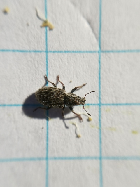 Sitona hispidulus - szőrös csipkézőbogár