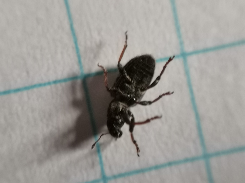 Sitona hispidulus - szőrös csipkézőbogár