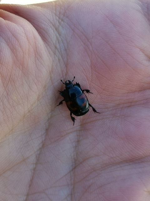Hister quadrimaculatus - közönséges sutabogár
