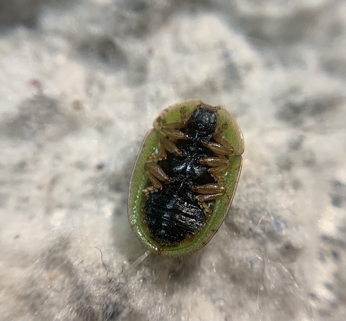 Cassida Cassida