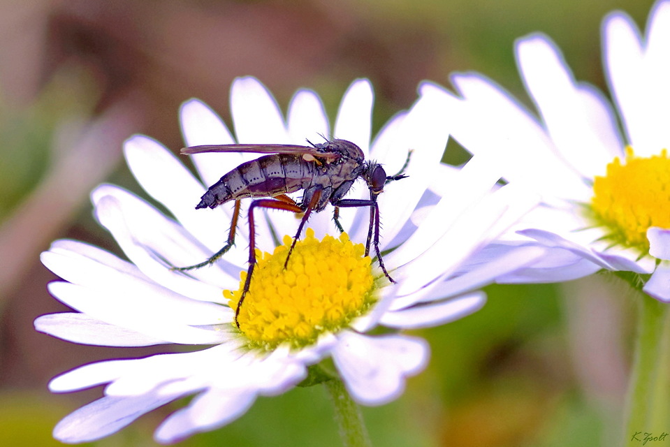 Empididae - táncoslegyek