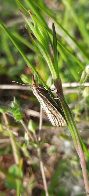Thisanotia chrysonuchella - tavaszi fűgyökérmoly