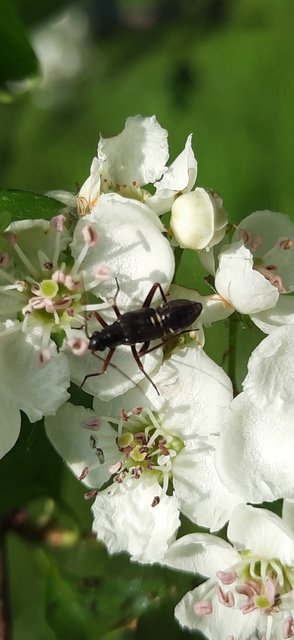 Miris striatus - sávos mezeipoloska
