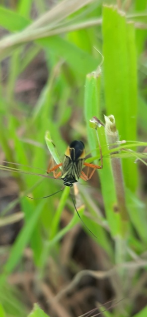 Miris striatus - sávos mezeipoloska