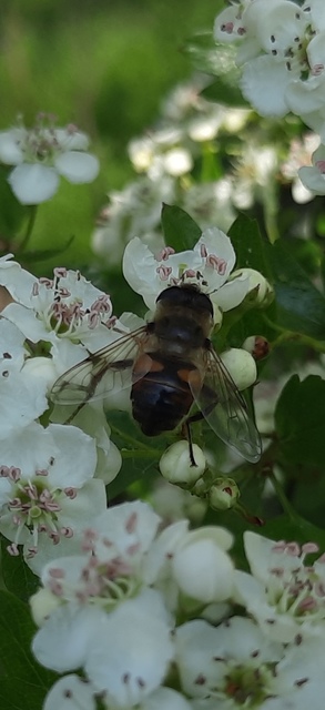 Eristalis tenax - közönséges herelégy