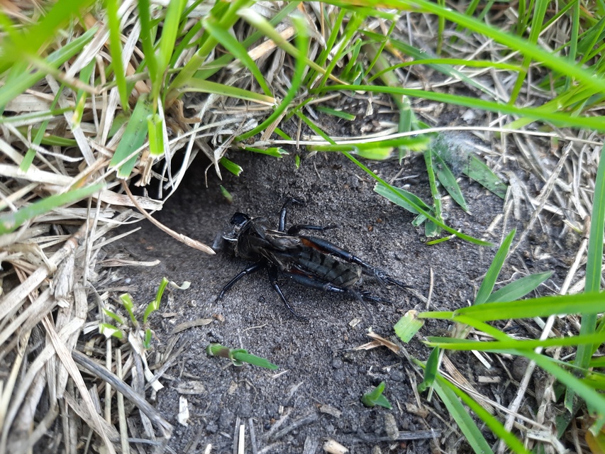 Gryllus campestris - mezei tücsök