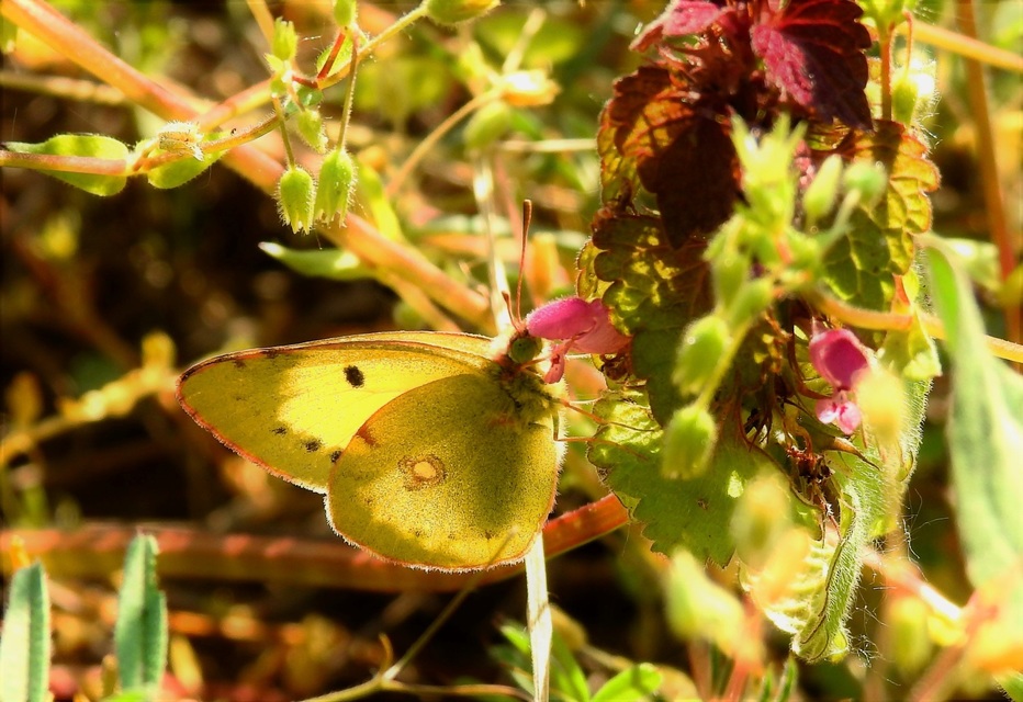 Colias erate - csángó-kéneslepke