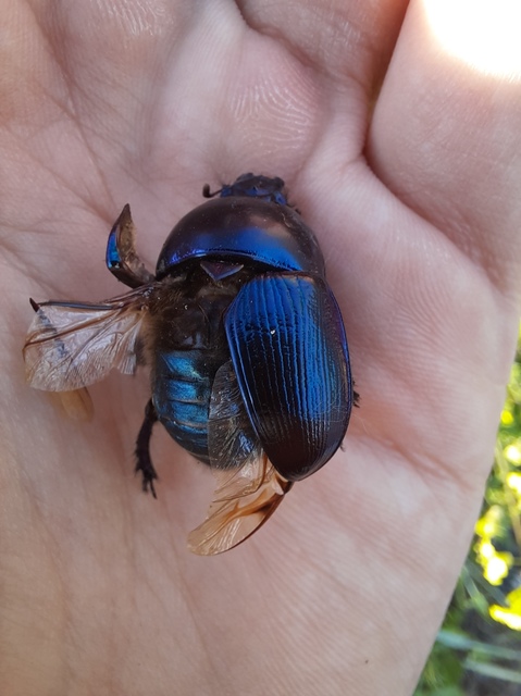 Geotrupes mutator - változékony álganéjtúró