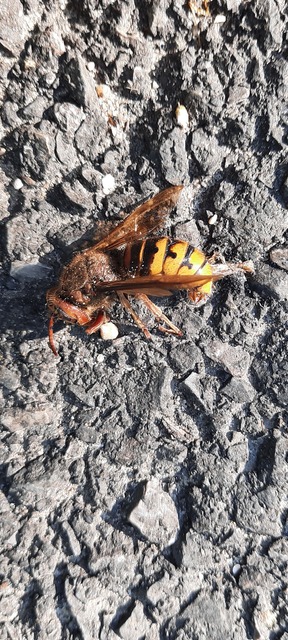 Vespa crabro - lódarázs