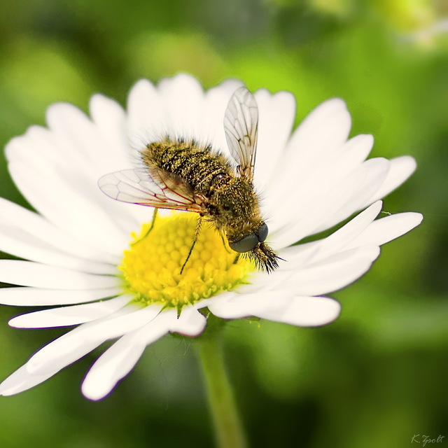 Conophorus