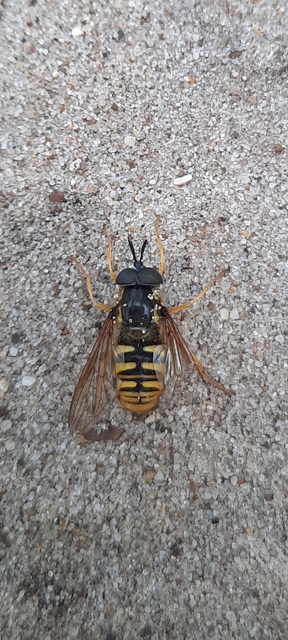 Chrysotoxum