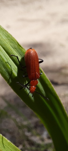 Pyrochroa serraticornis - közép-bíborbogár