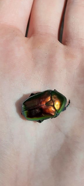 Protaetia affinis - smaragdzöld virágbogár