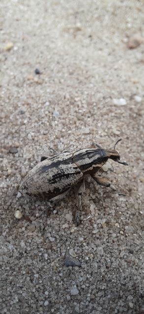 Pseudocleonus cinereus - hamvas barkó