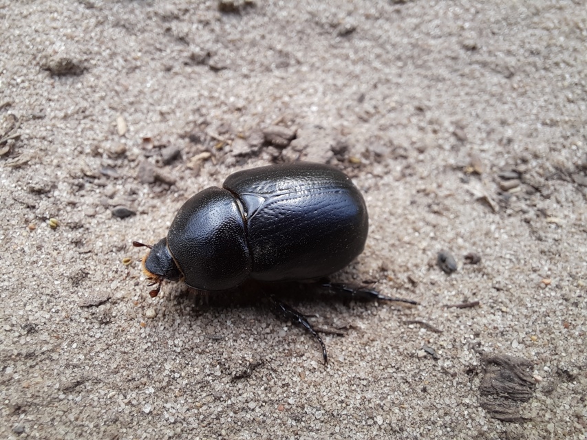 Pentodon idiota - butabogár