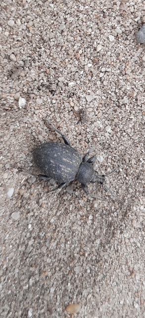 Otiorhynchus ligustici - vincellér-gyalogormányos