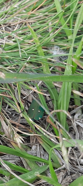 Cicindela campestris - mezei homokfutrinka